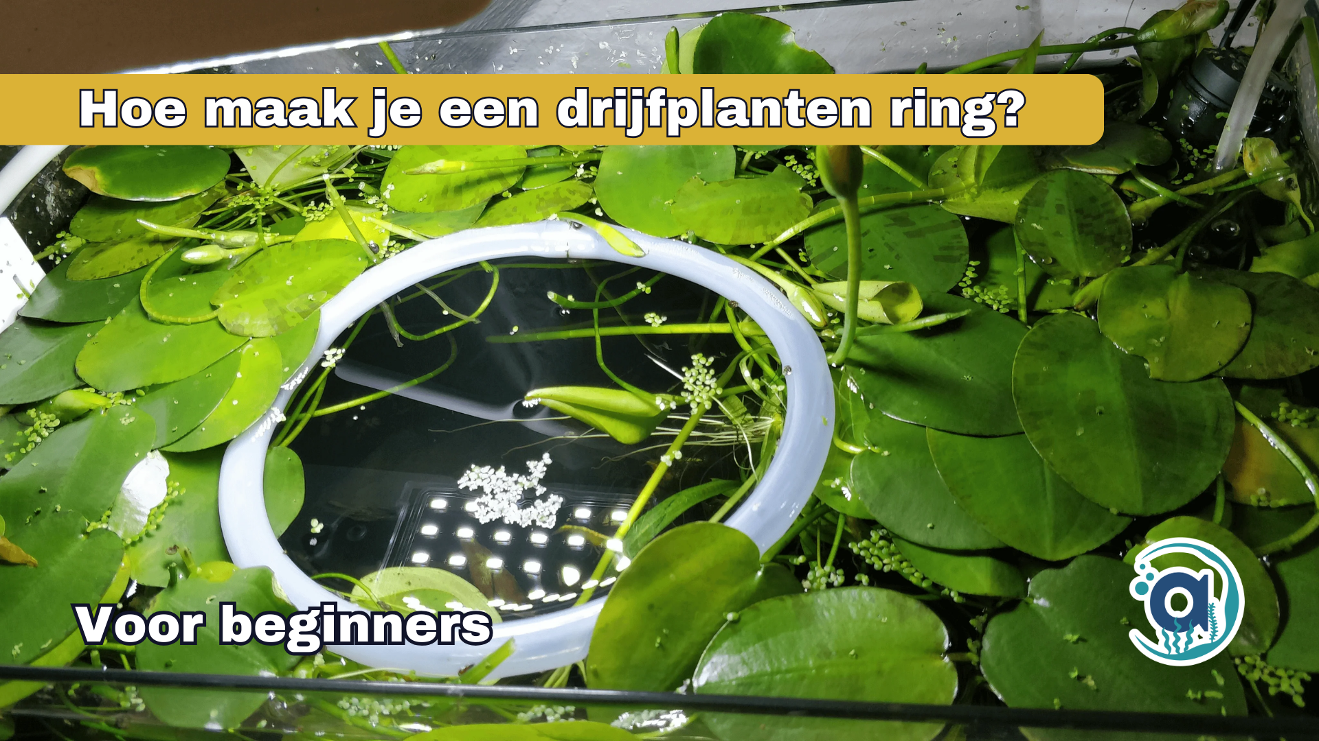 Hoe maak je een drijfplanten ring?