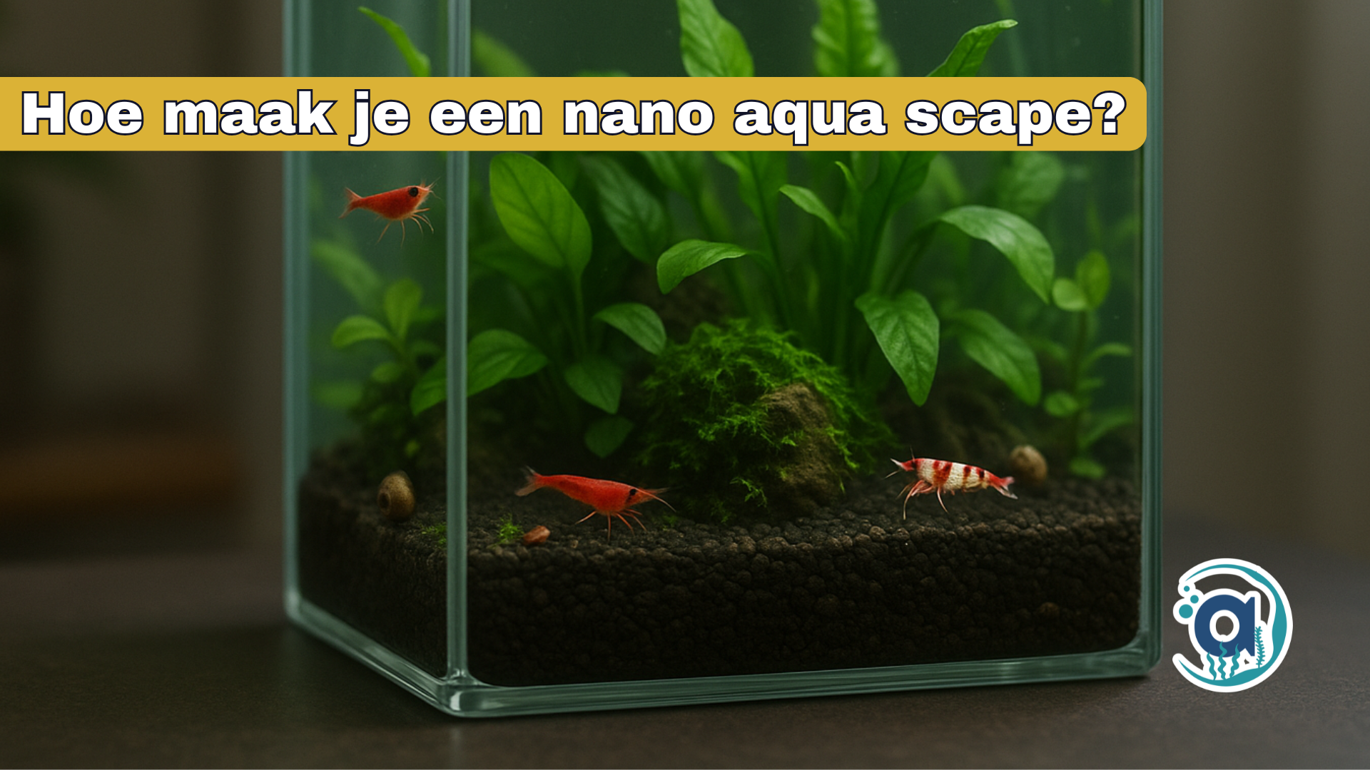 Hoe maak je een nano aqua scape?