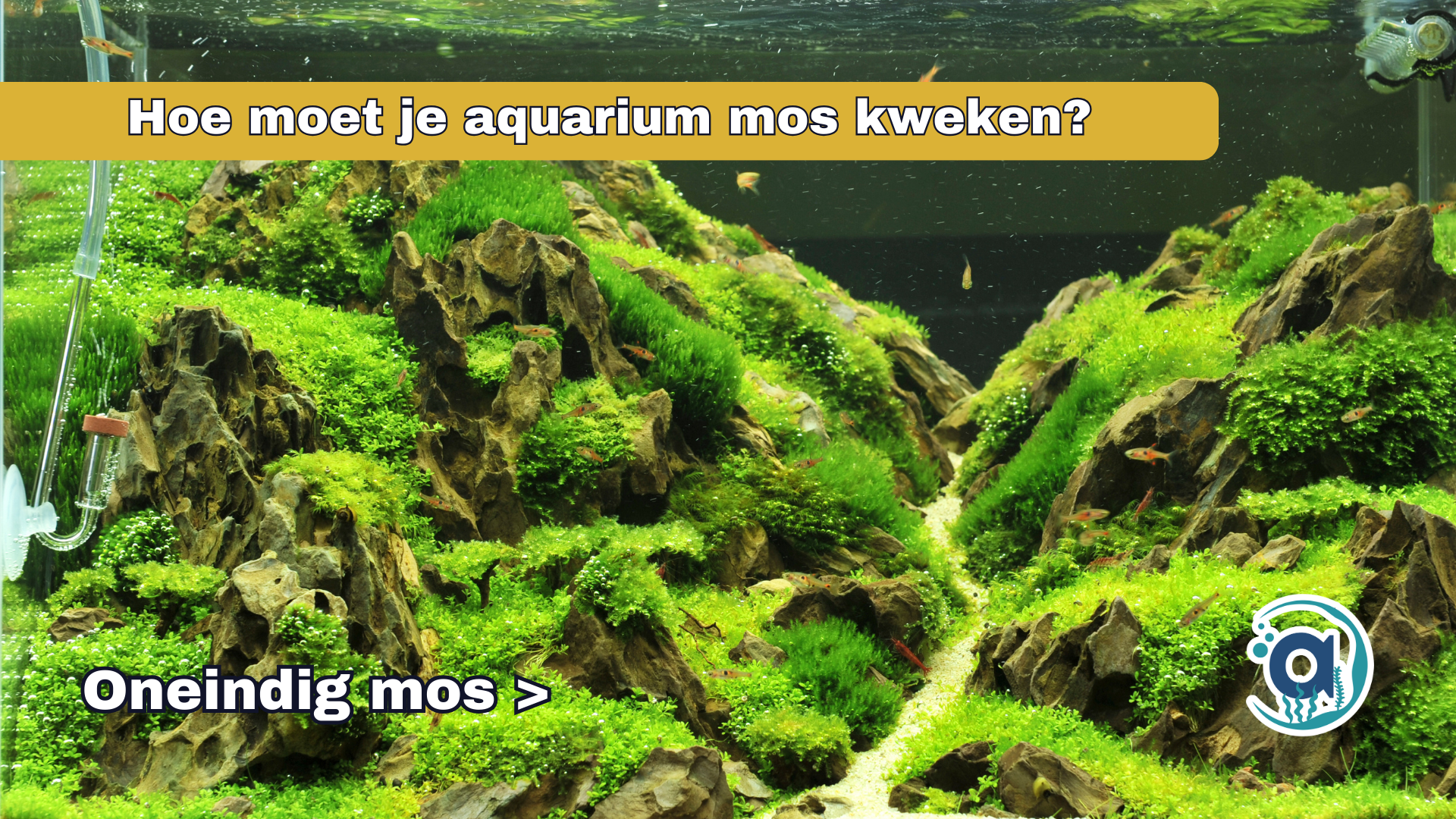 Hoe moet je aquarium mos kweken, een complete gids!