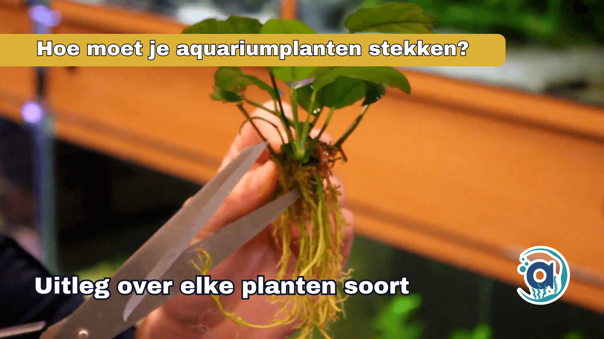 Hoe moet je alle aquariumplanten stekken?
