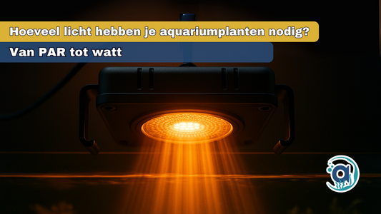 Hoeveel licht hebben je aquariumplanten nodig?