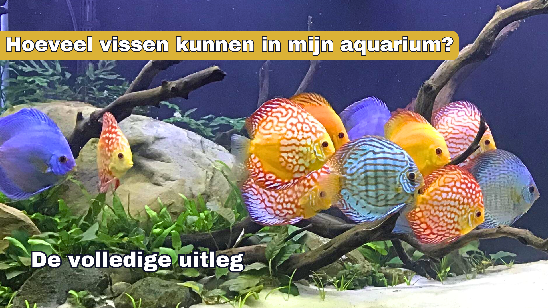 Hoeveel vissen kan ik in mijn aquarium houden?