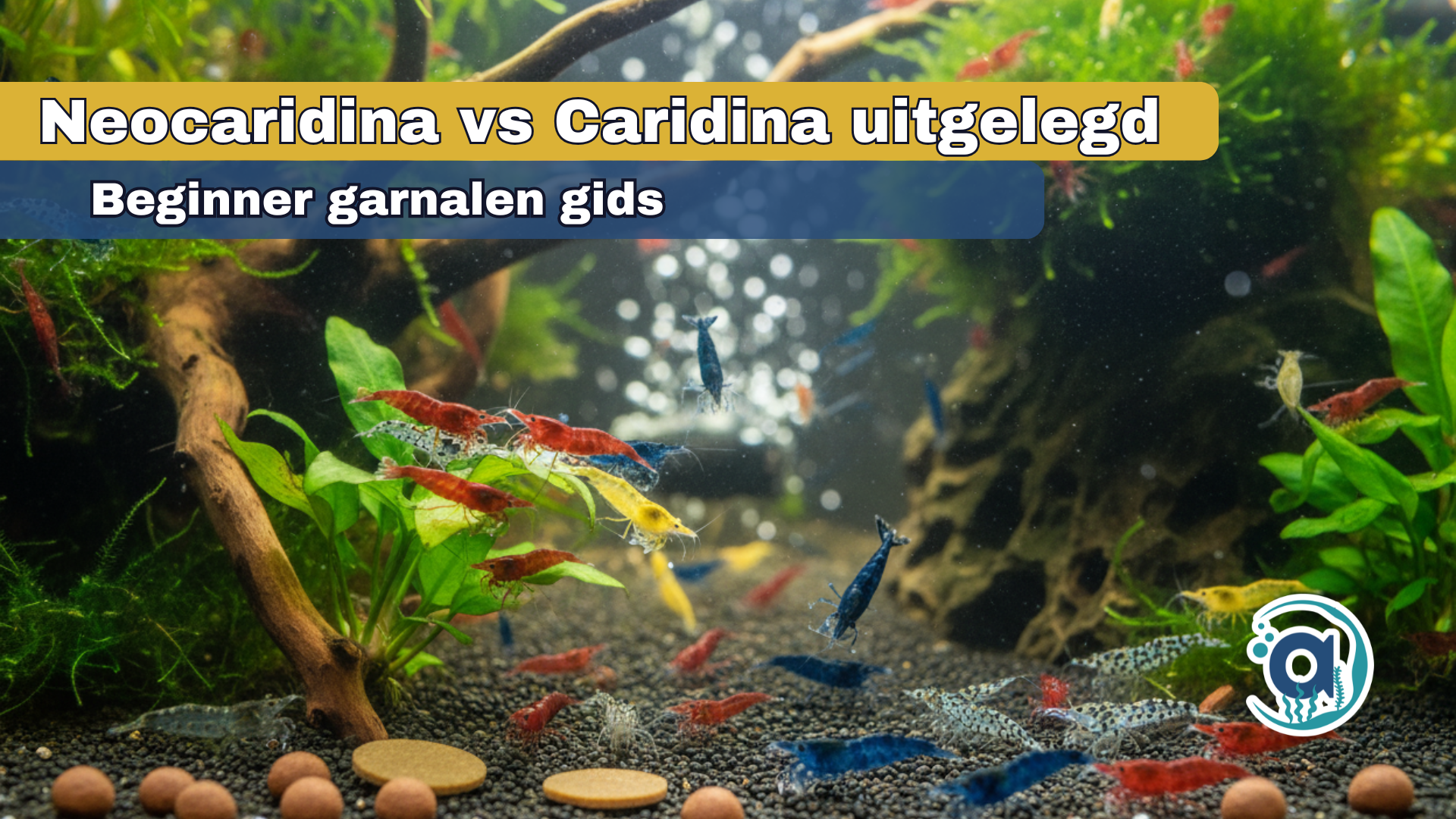 Beginner garnalen gids: Neocaridina vs Caridina uitgelegd