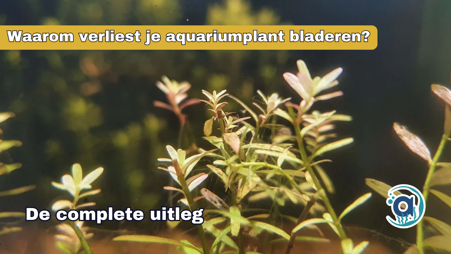 Waarom verliest je aquariumplant bladeren?