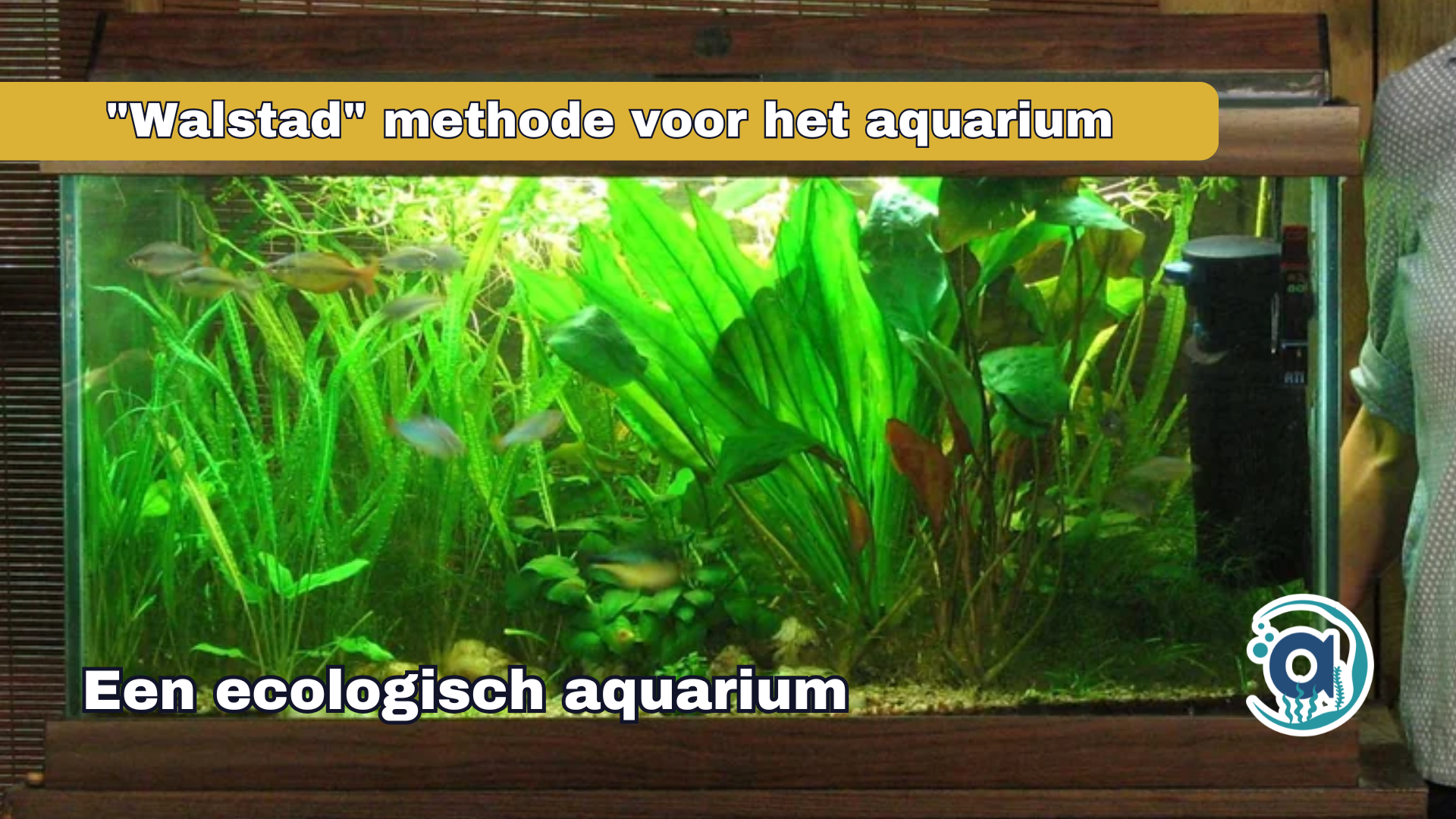 De Walstad methode voor het aquarium