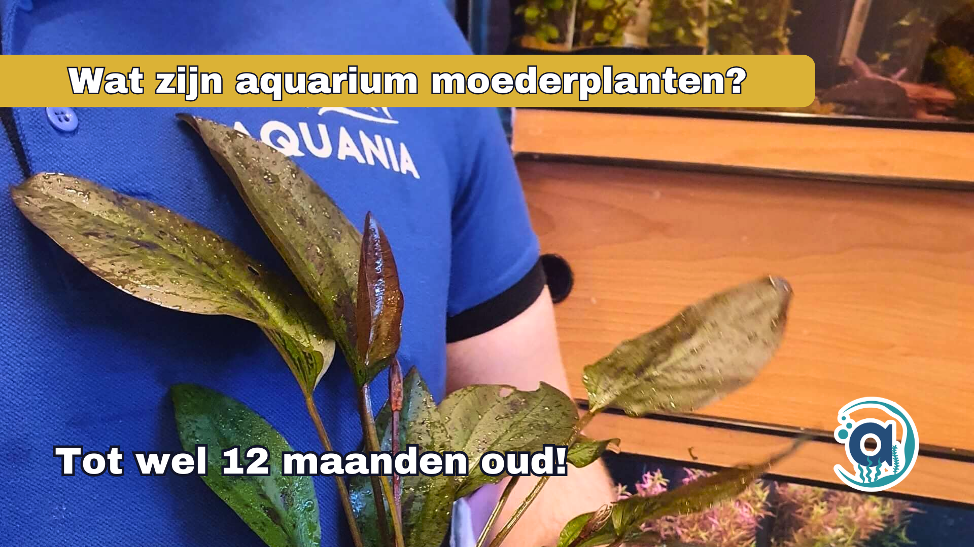 Wat zijn aquarium moederplanten?