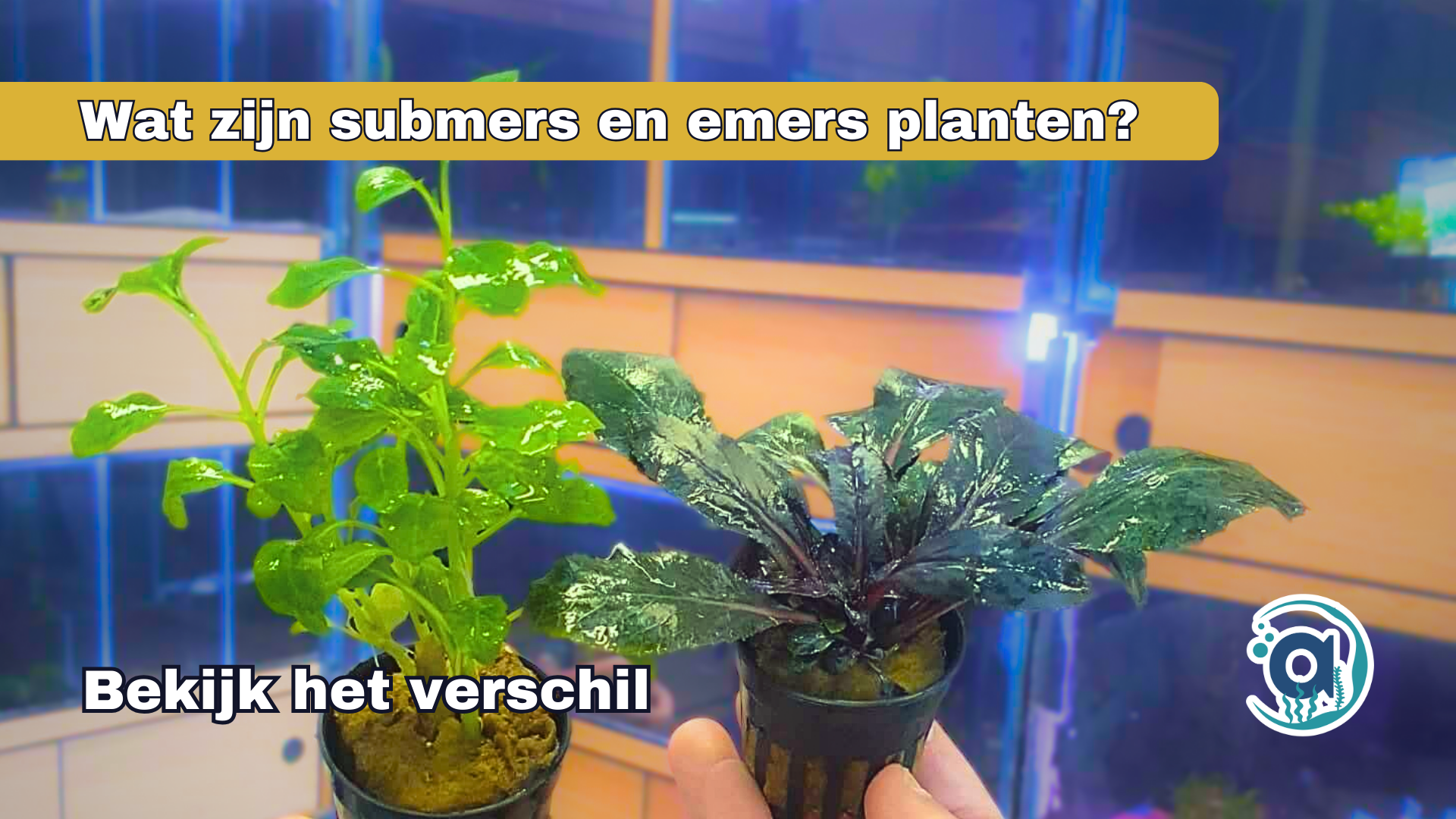 Wat zijn submers en emers planten?