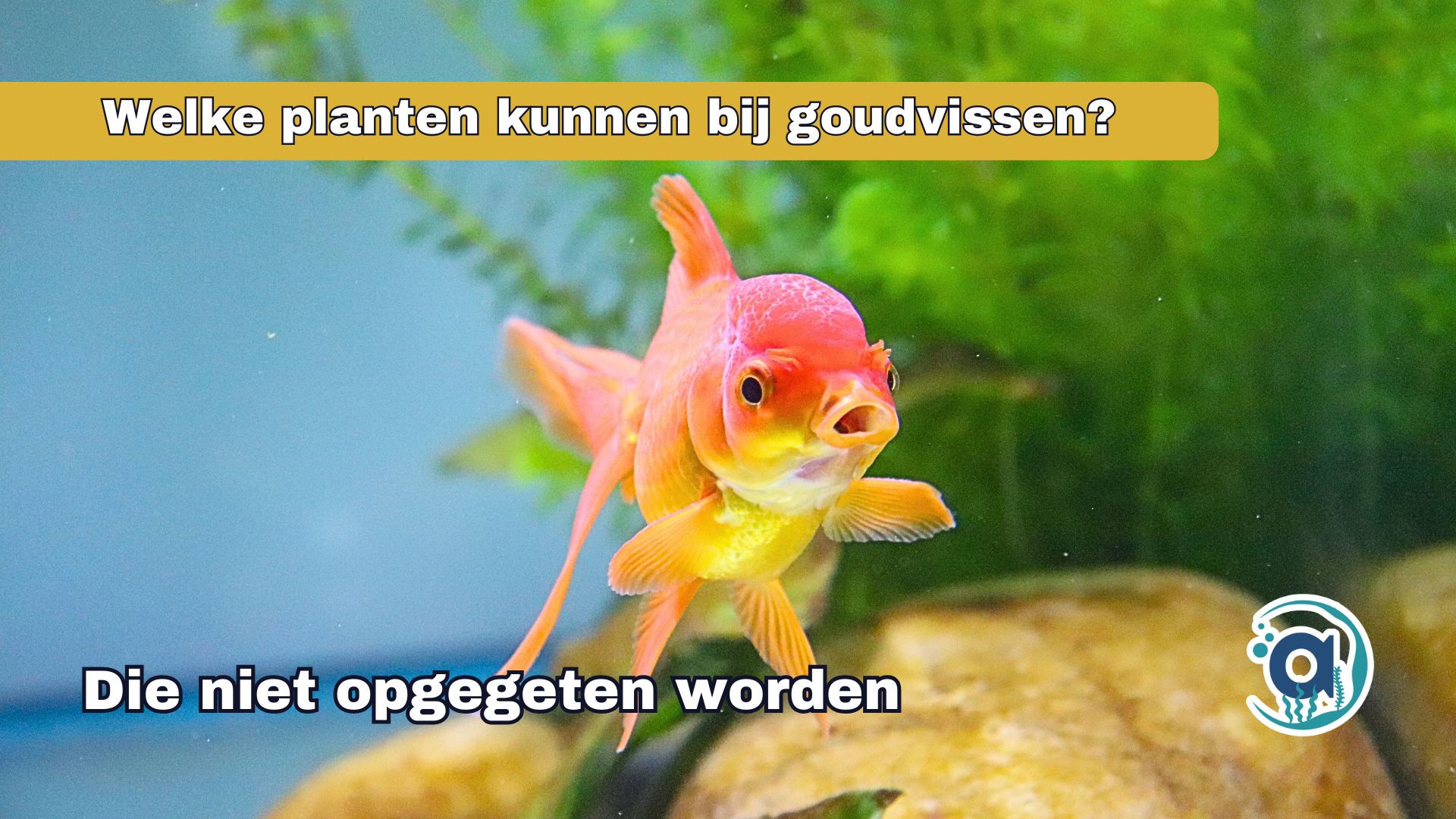 Welke aquariumplanten kunnen bij goudvissen en sluierstaarten?