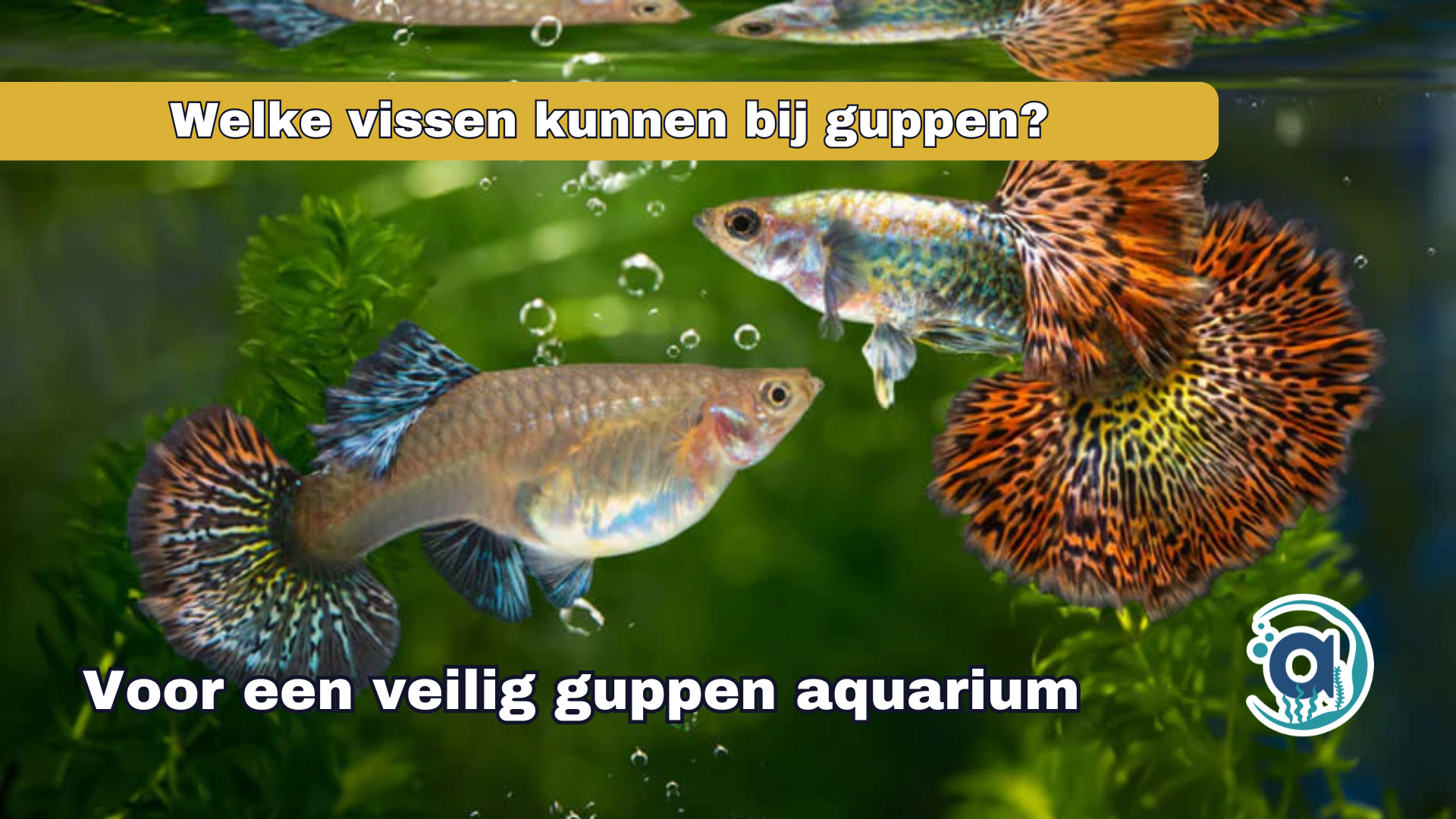 Welke vissen kunnen bij guppies?