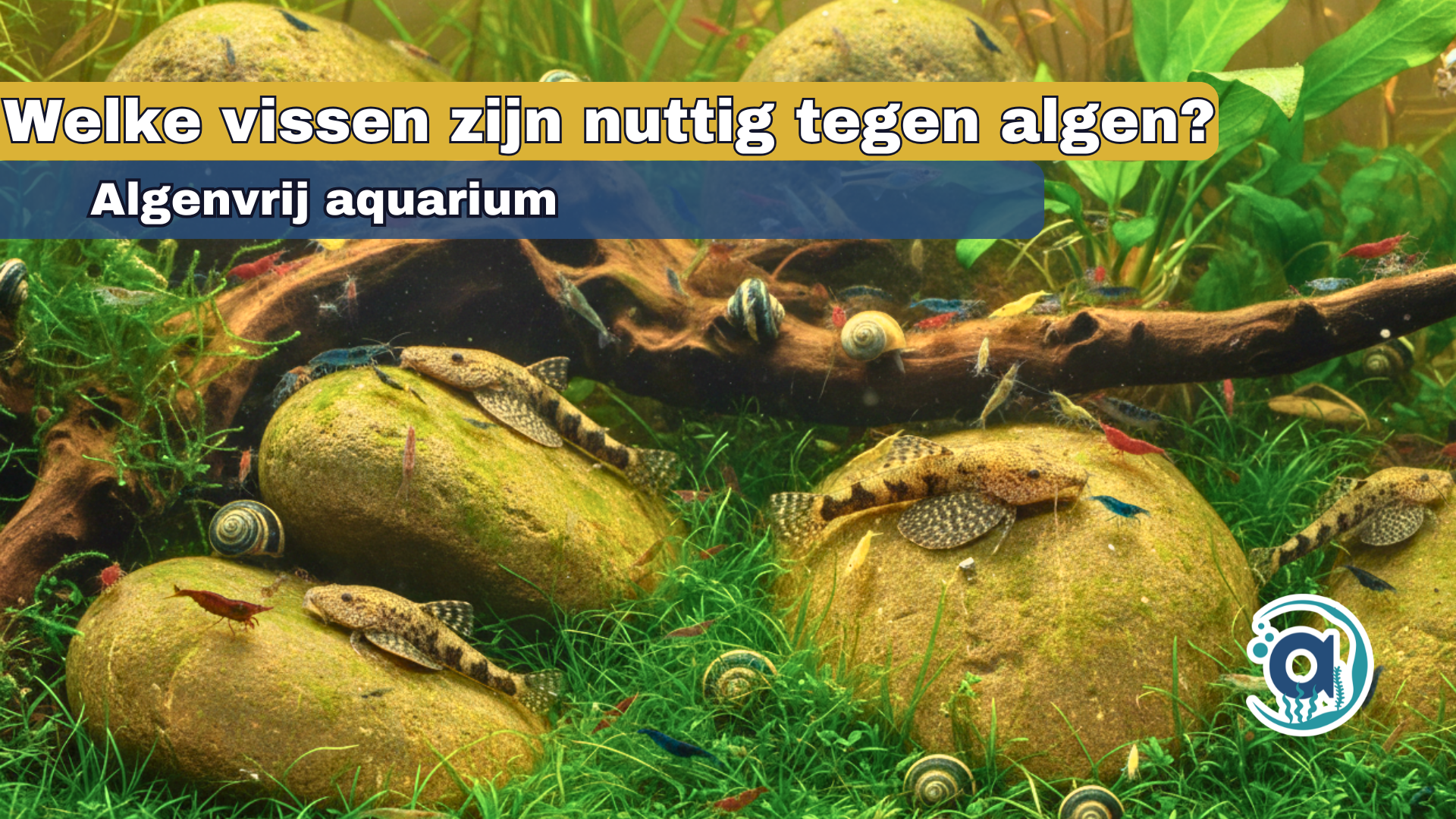 Welke vissen zijn nuttig tegen algen?