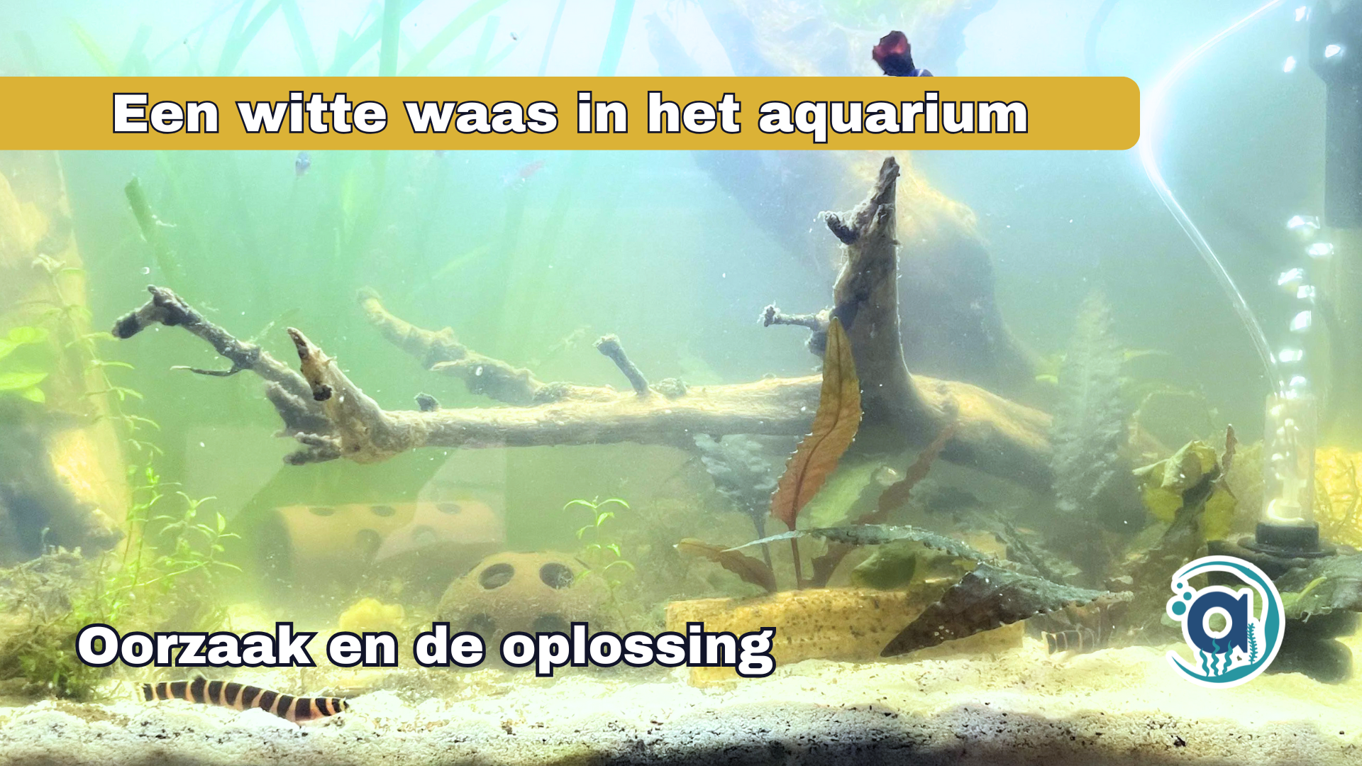 Witte waas in aquarium, oorzaak en de oplossing