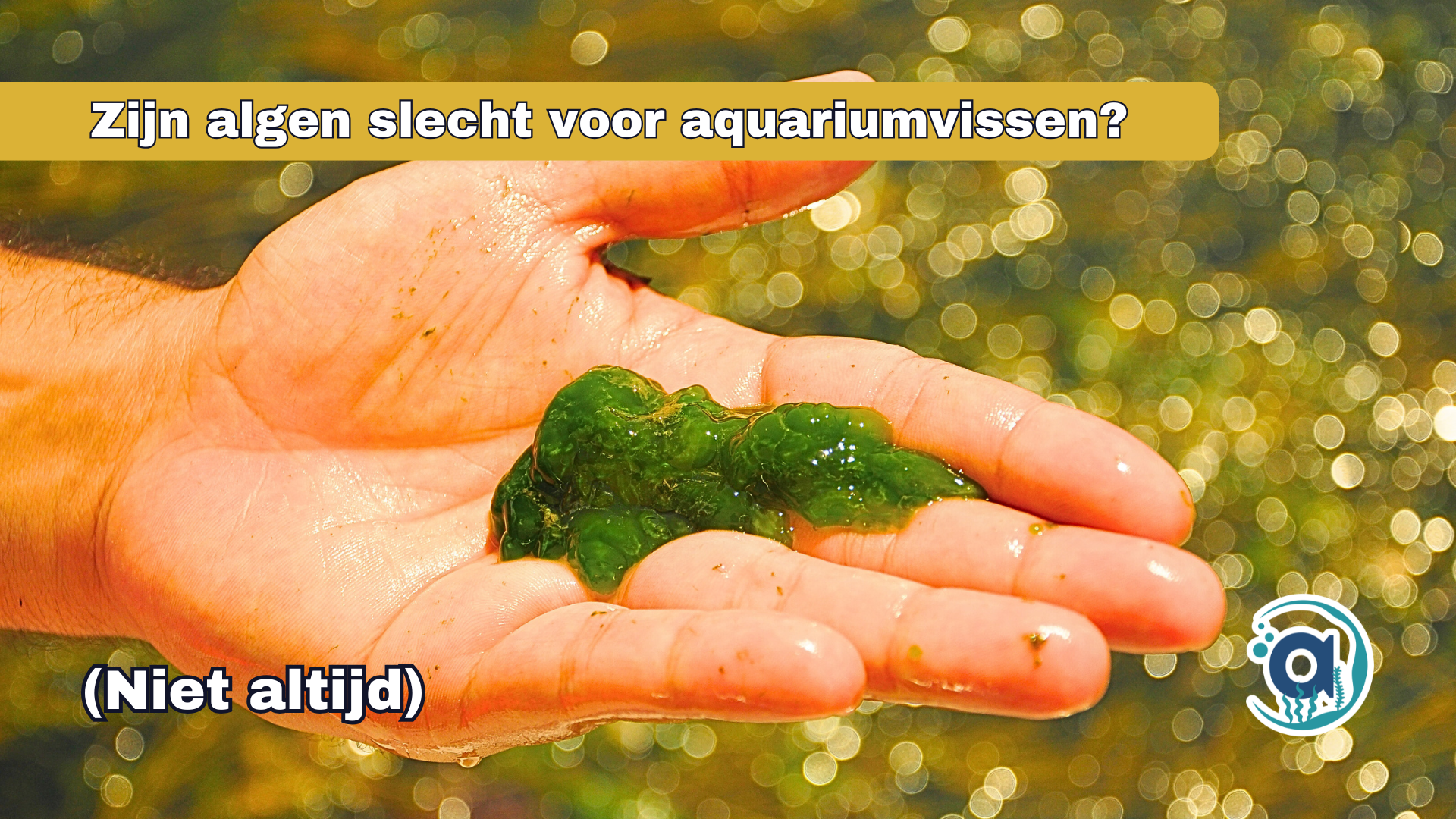 Zijn algen slecht voor aquariumvissen?