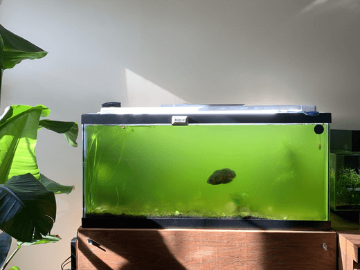 Hoe bestrijd je groene algen in je aquarium? Tips en oplossingen