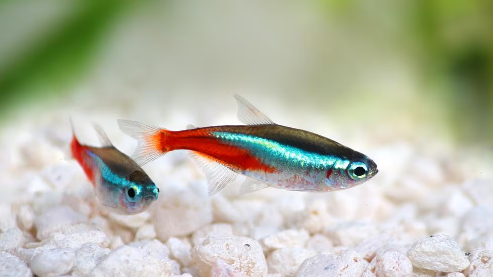 Kardinalen & Neon Tetra: een complete gids