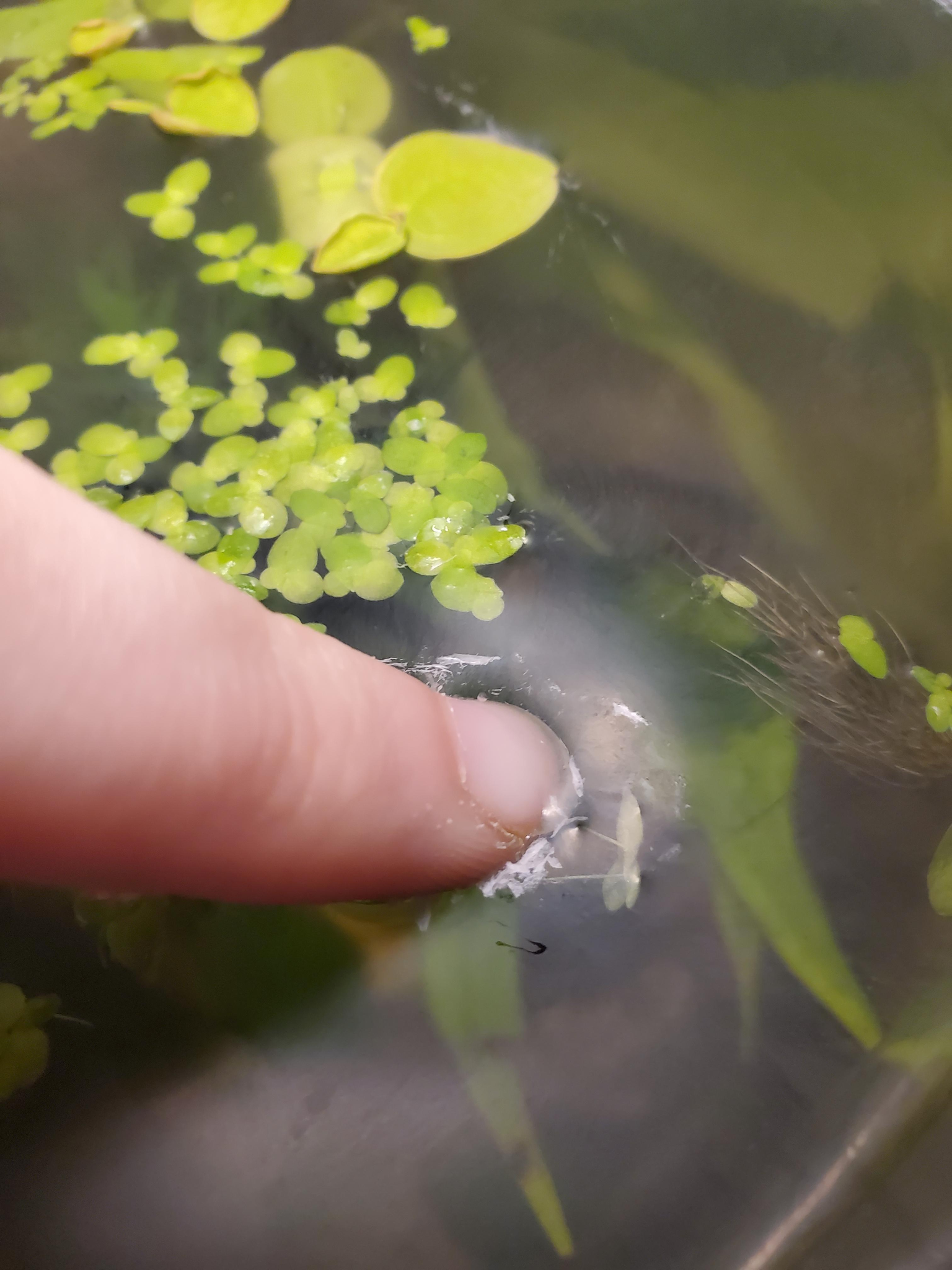 Een kaamlaag in een aquarium, wat moet je doen?