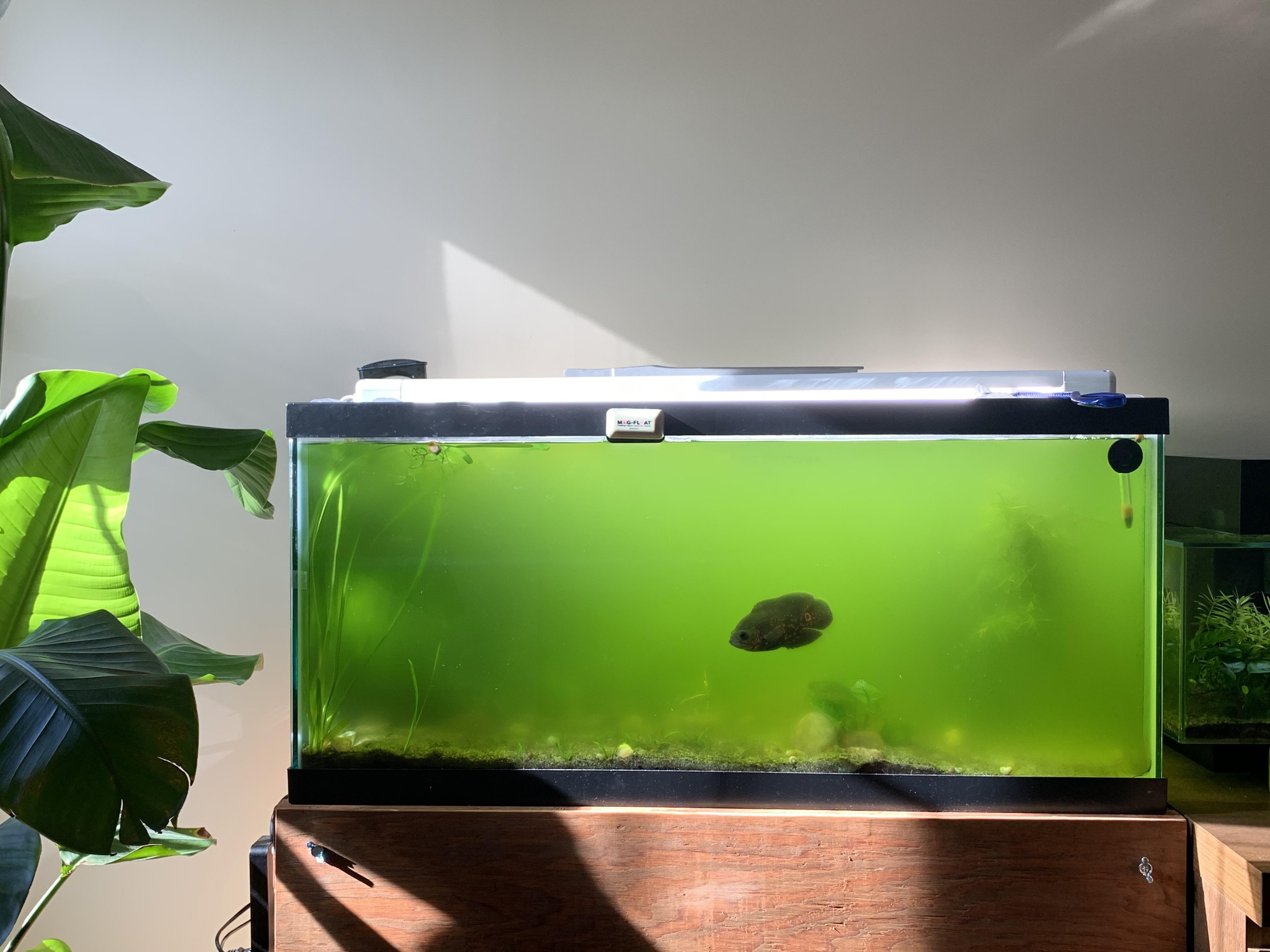 Hoe bestrijd je groene algen in je aquarium? Tips en oplossingen