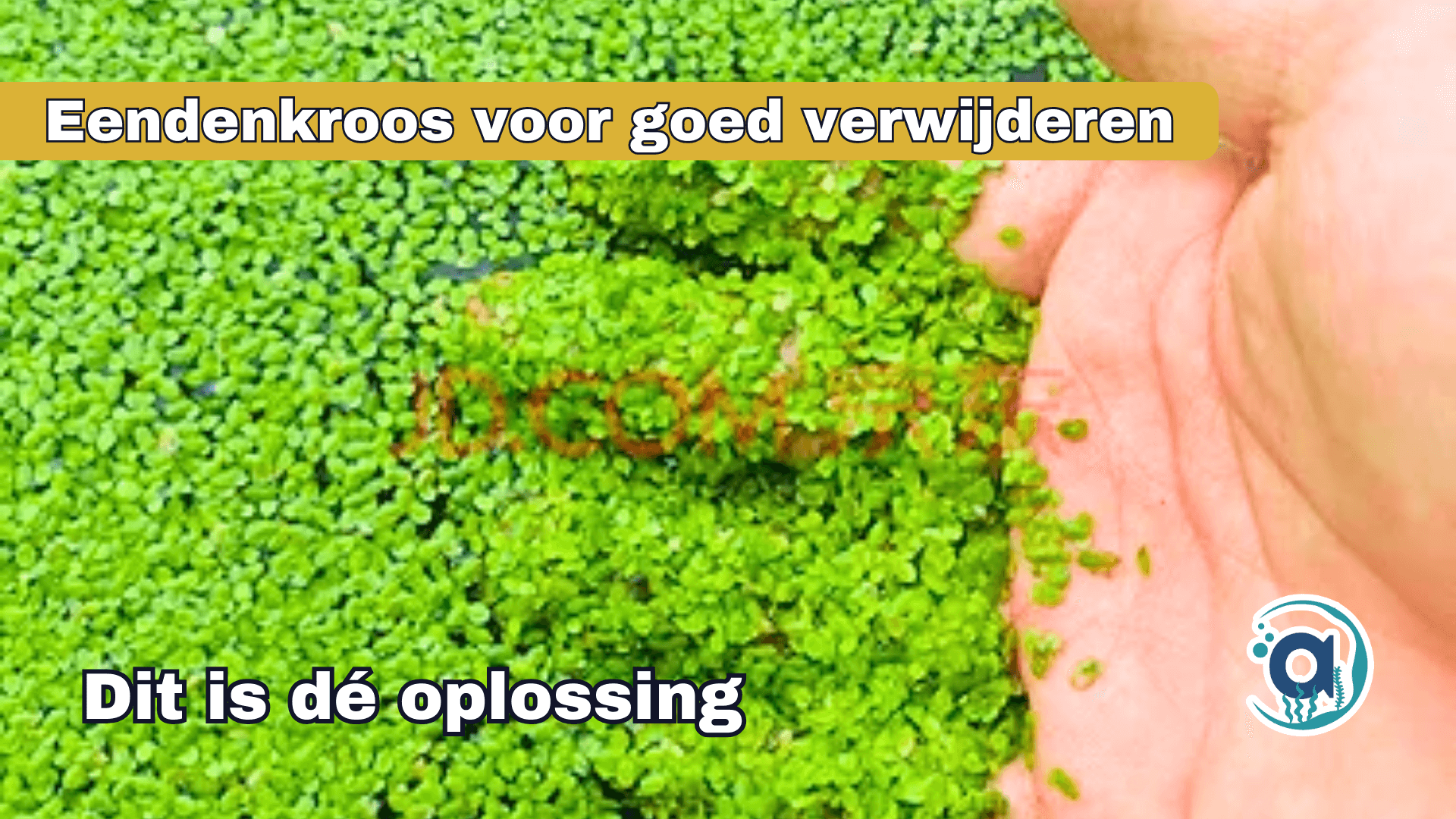 Eendenkroos bestrijden aquarium