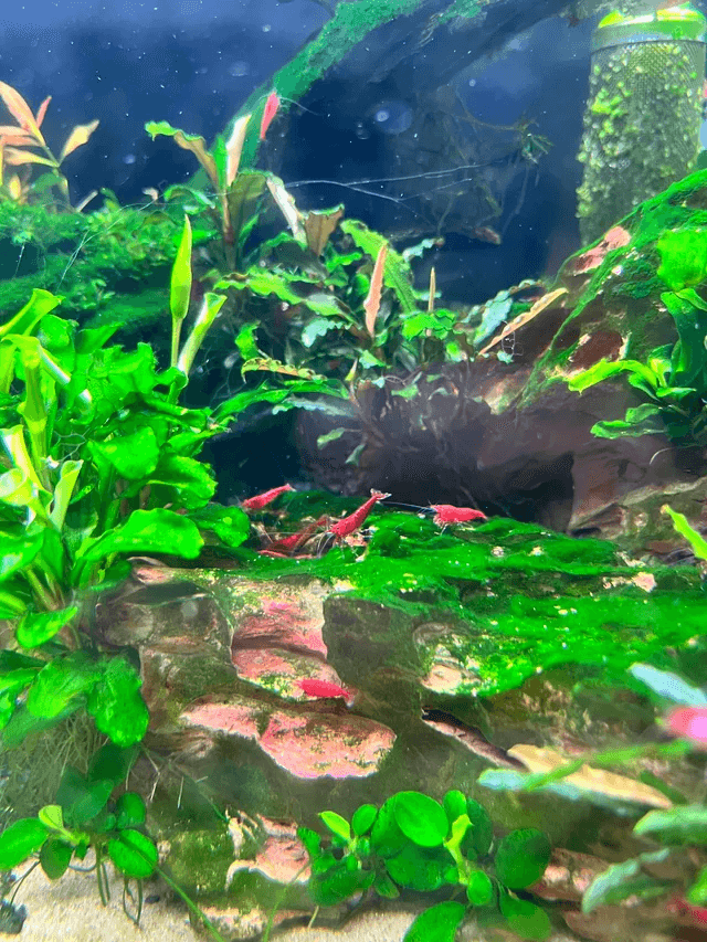 Hoe voorkom je punt algen op aquariumglas en planten?