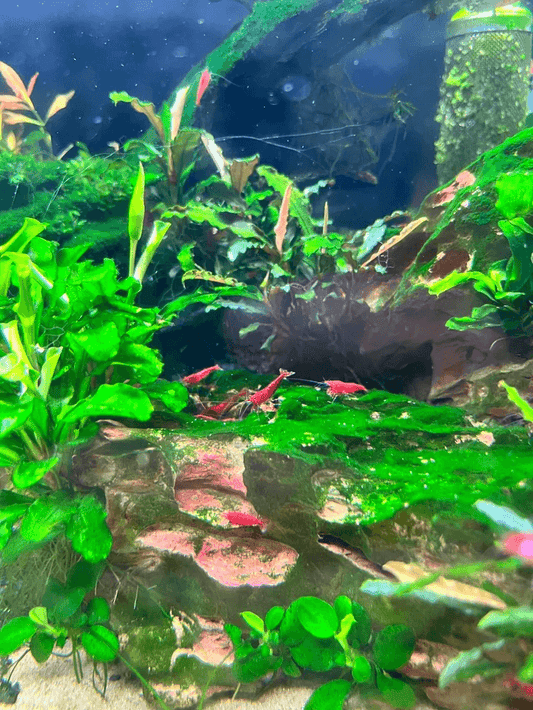 Hoe voorkom je punt algen op aquariumglas en planten?