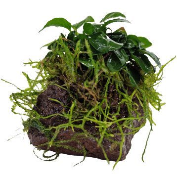 Welke aquariumplanten kunnen op hout/steen?