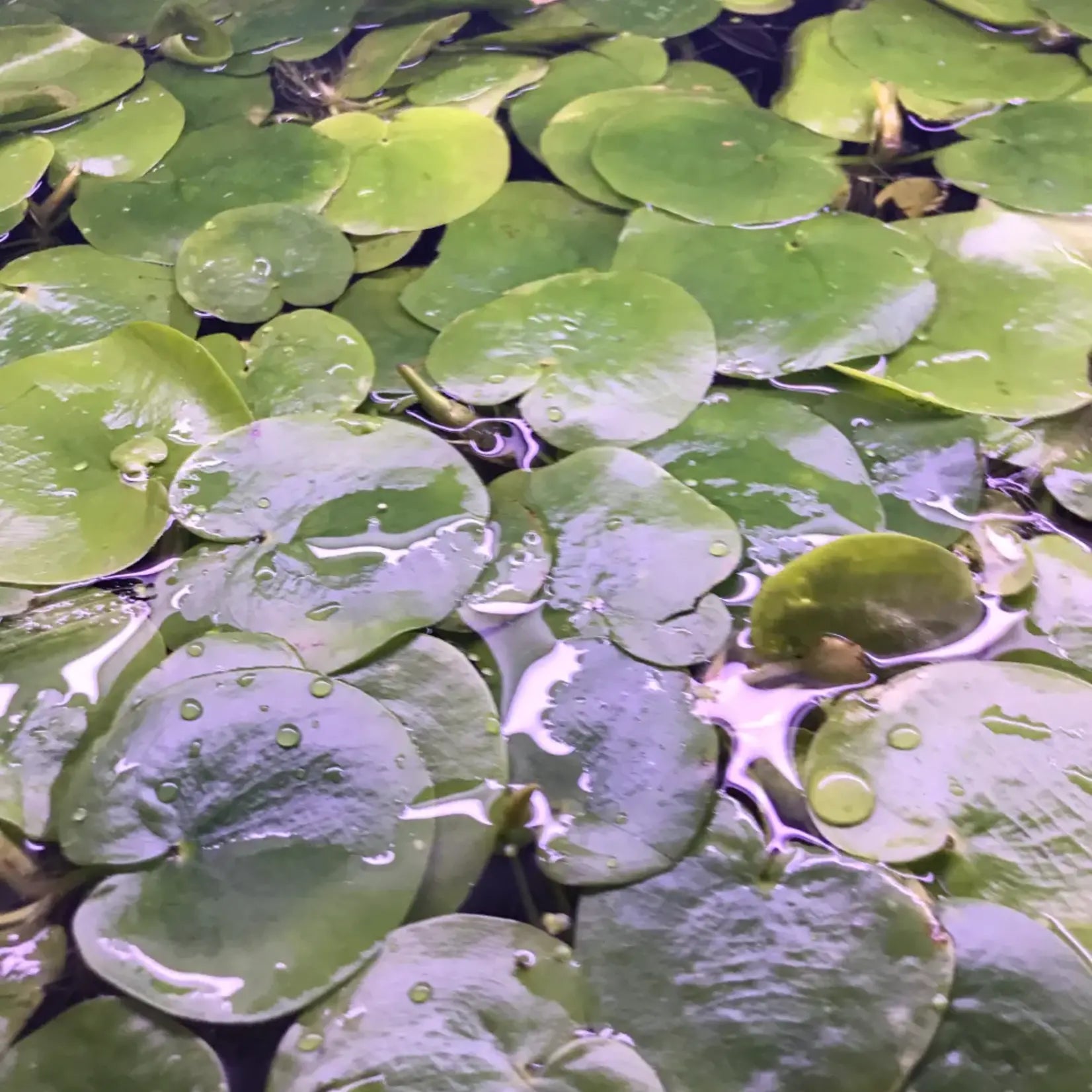 Drijfplanten gaan jouw aquarium redden tegen alg!