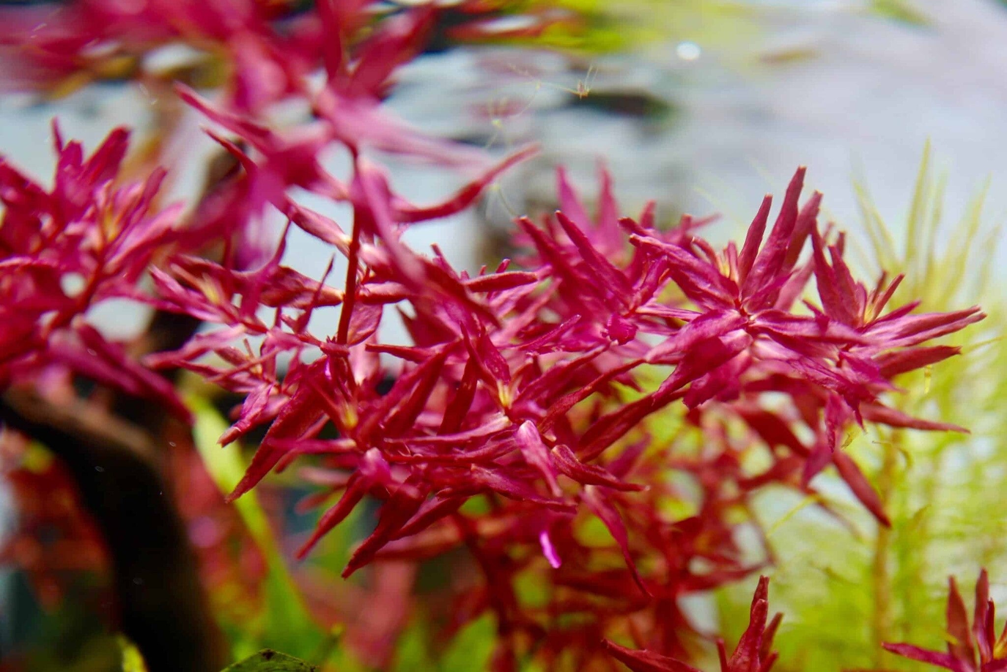 De 6 beste rode aquariumplanten