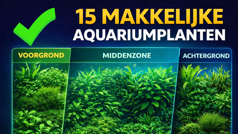 in dit artikel 15 plantensoorten die makkelijk te houden zijn en tóch een prachtige aanvulling zijn in je aquarium. Ze draaien gegarandeerd goed mee – zelfs in een low-tech aquarium.