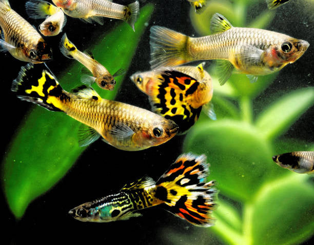 De top 5 aquariumplanten voor guppy's!