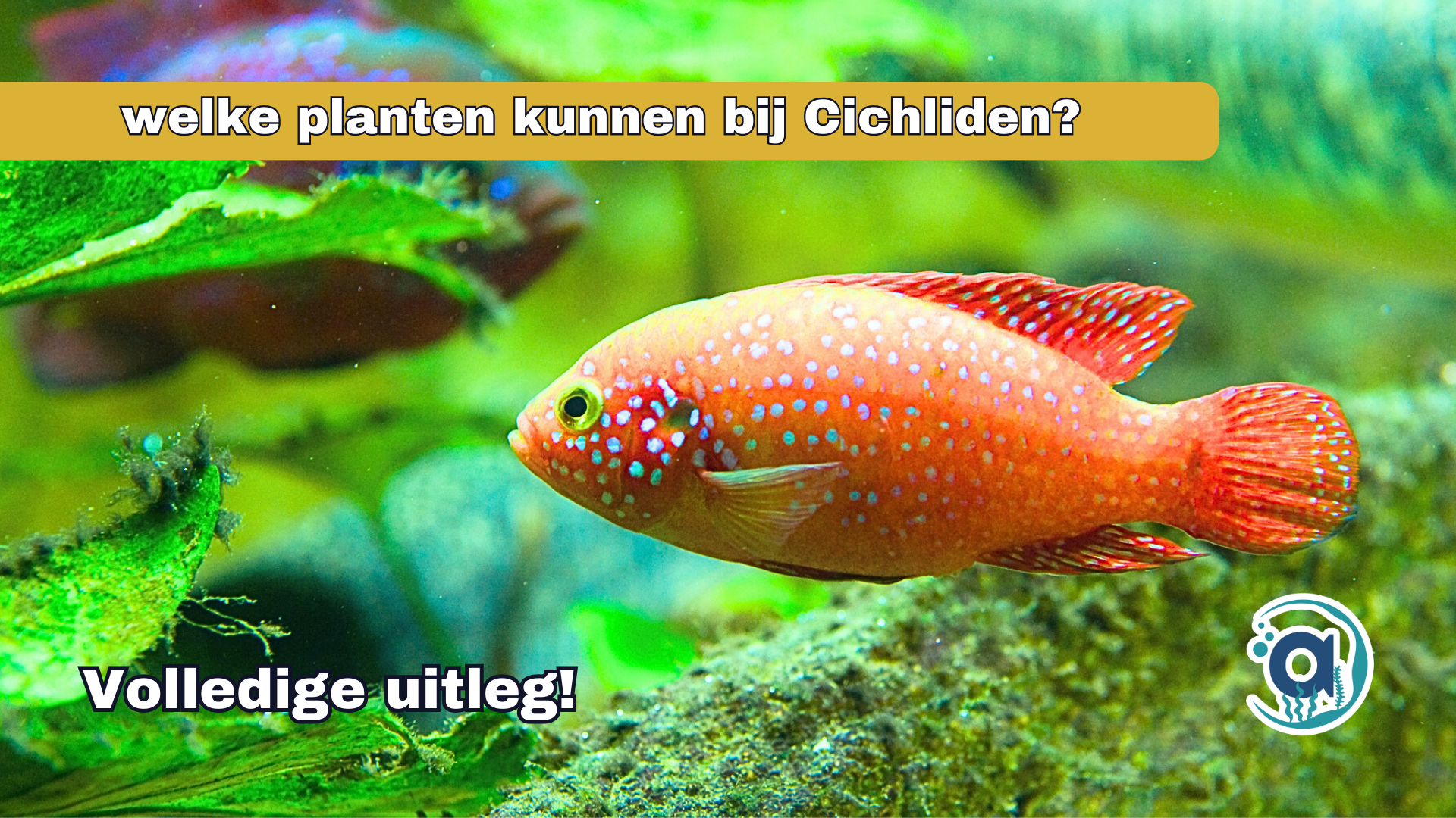 Welke aquariumplanten kunnen bij Cichliden?
