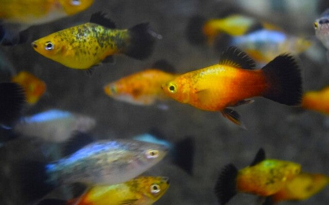 Platy Mollies & zwaardragers