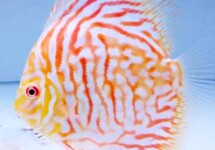 Discus