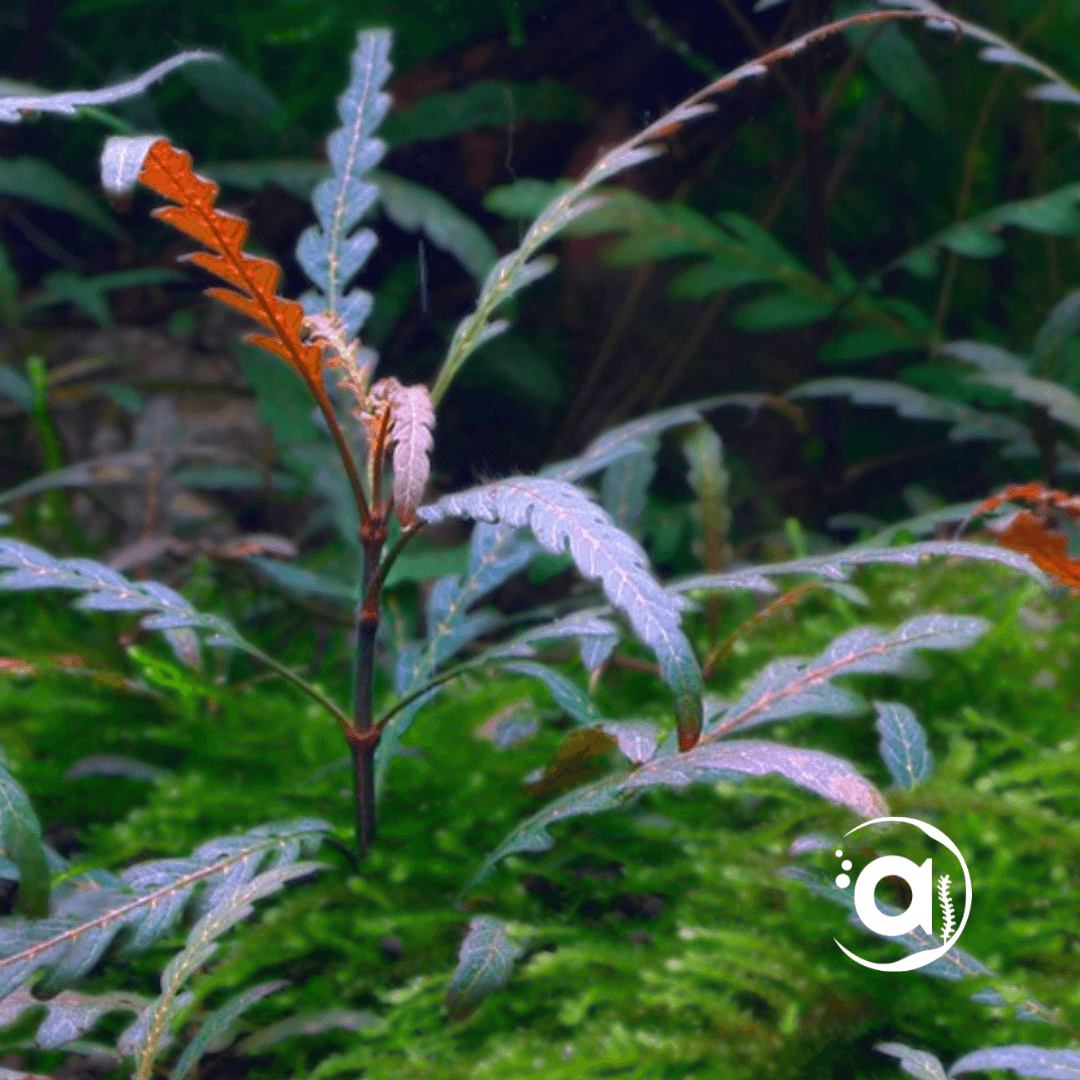 Middenzone planten