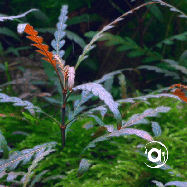 Middenzone planten