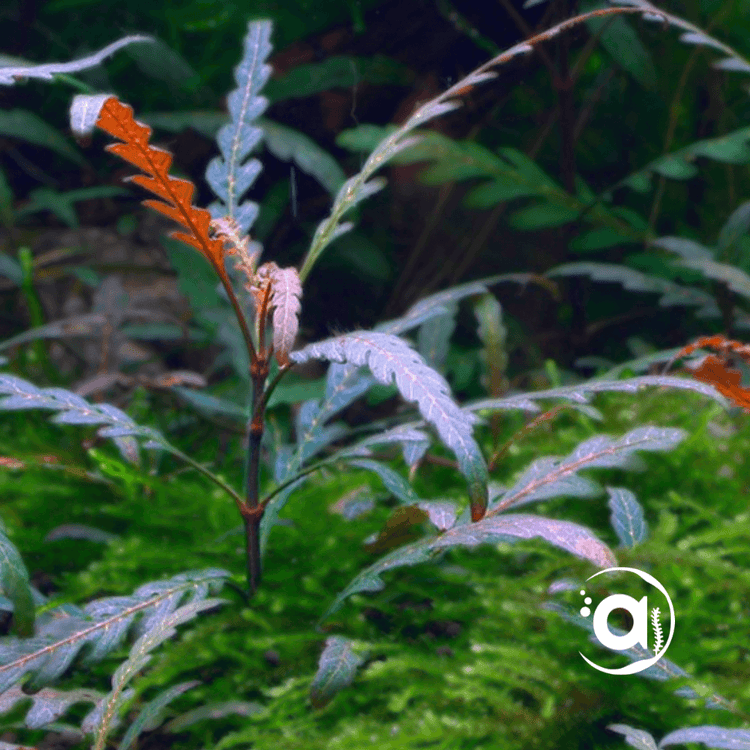 Middenzone planten