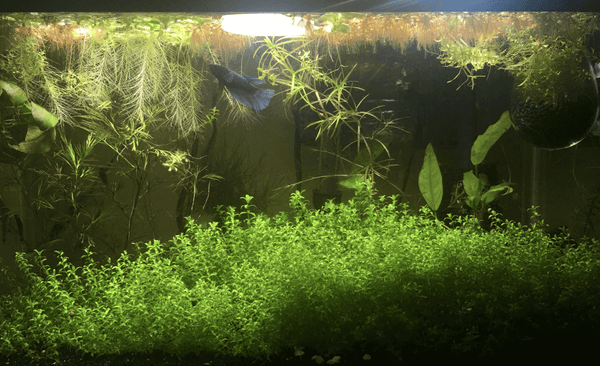 Voorgrond planten
