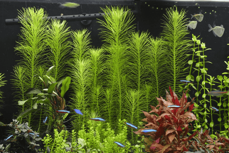 Achtergrond planten