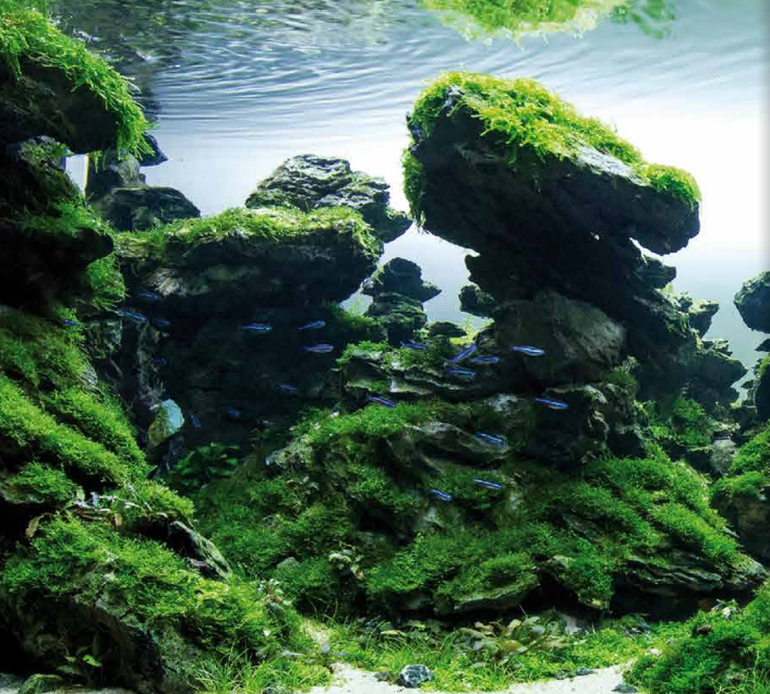 Aquariumsteen