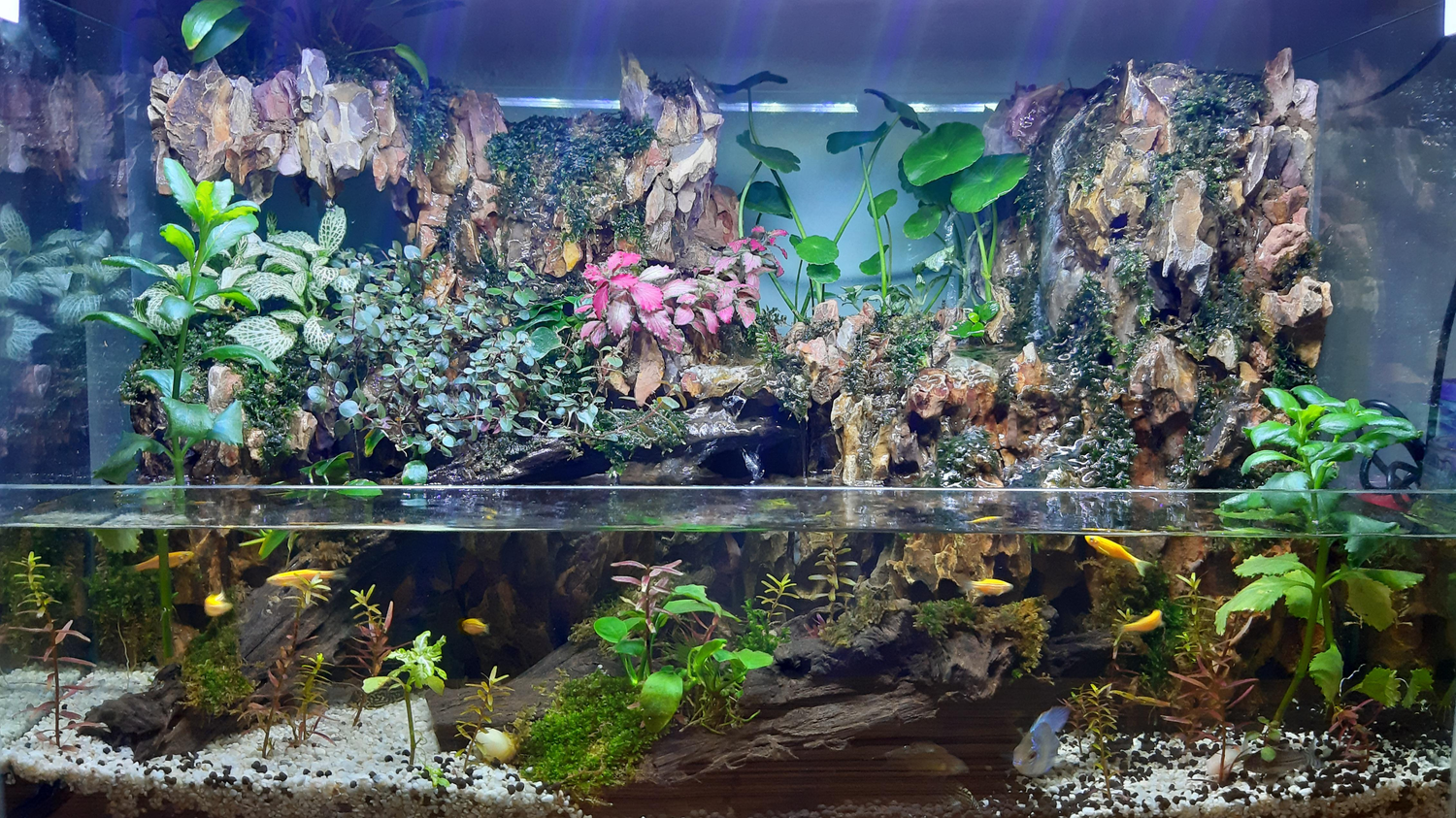 Paludarium planten