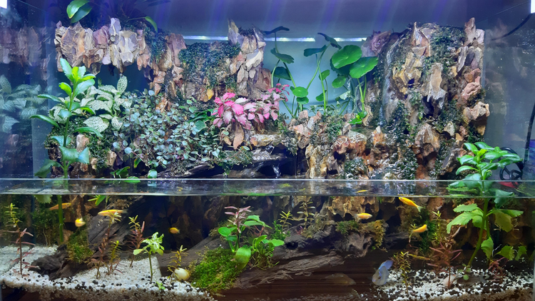 Paludarium planten