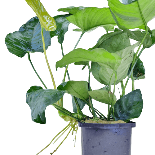 XL planten