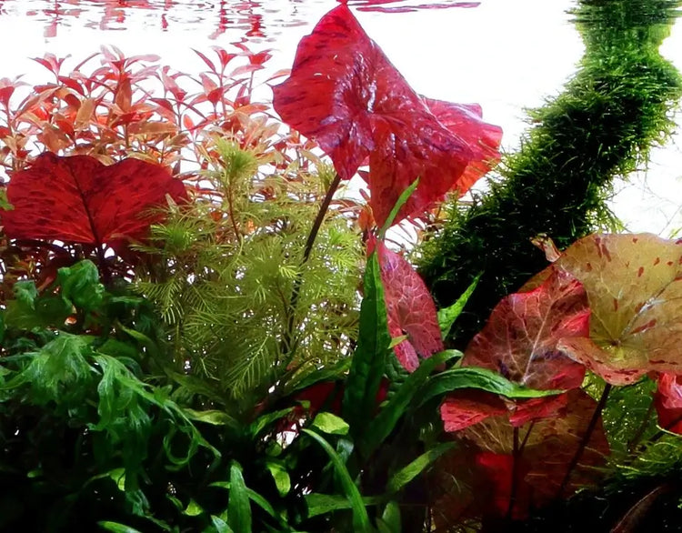 Aquariumplanten