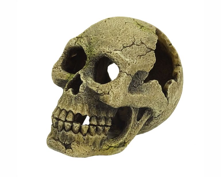 Blue Belle Pacific Skully 14 CM