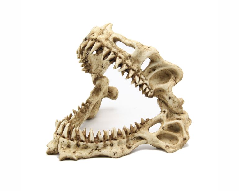 Blue Belle Pacific Shark Skull 19X17X15 CM
