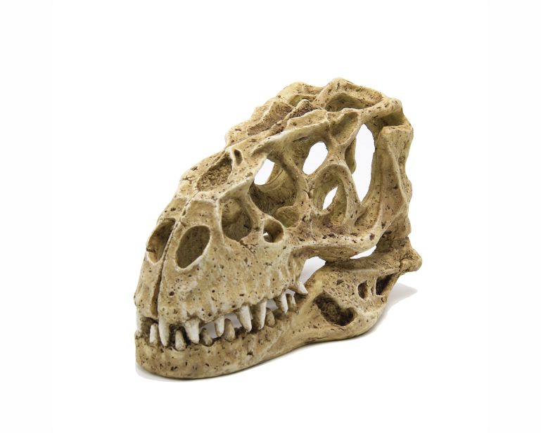 Blue Belle Pacific Dinosaur Skull 24X14X15 CM
