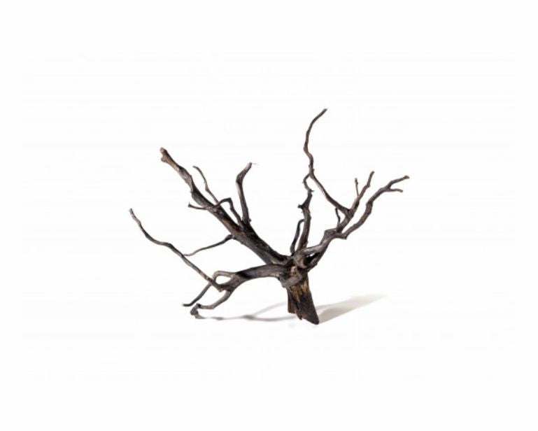 Black Root M 40-45 CM