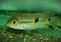 Aequidens Diadema