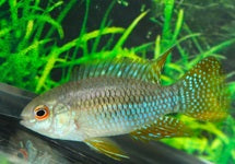 Laetacara Curviceps