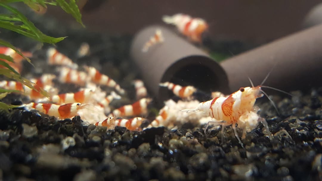 Caridina Cantonensis Crystal Red