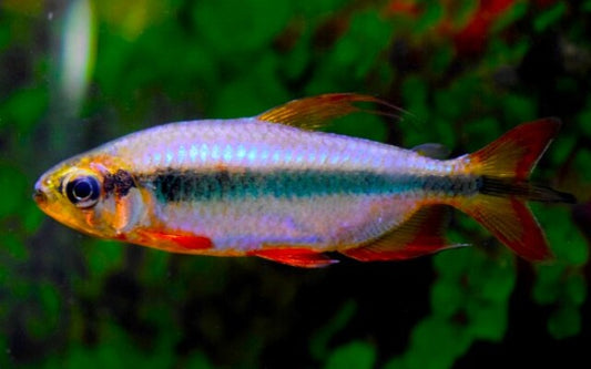 Rode kongozalm