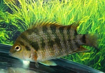 Amatitlania Kanna